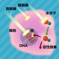 放射線による人体への影響